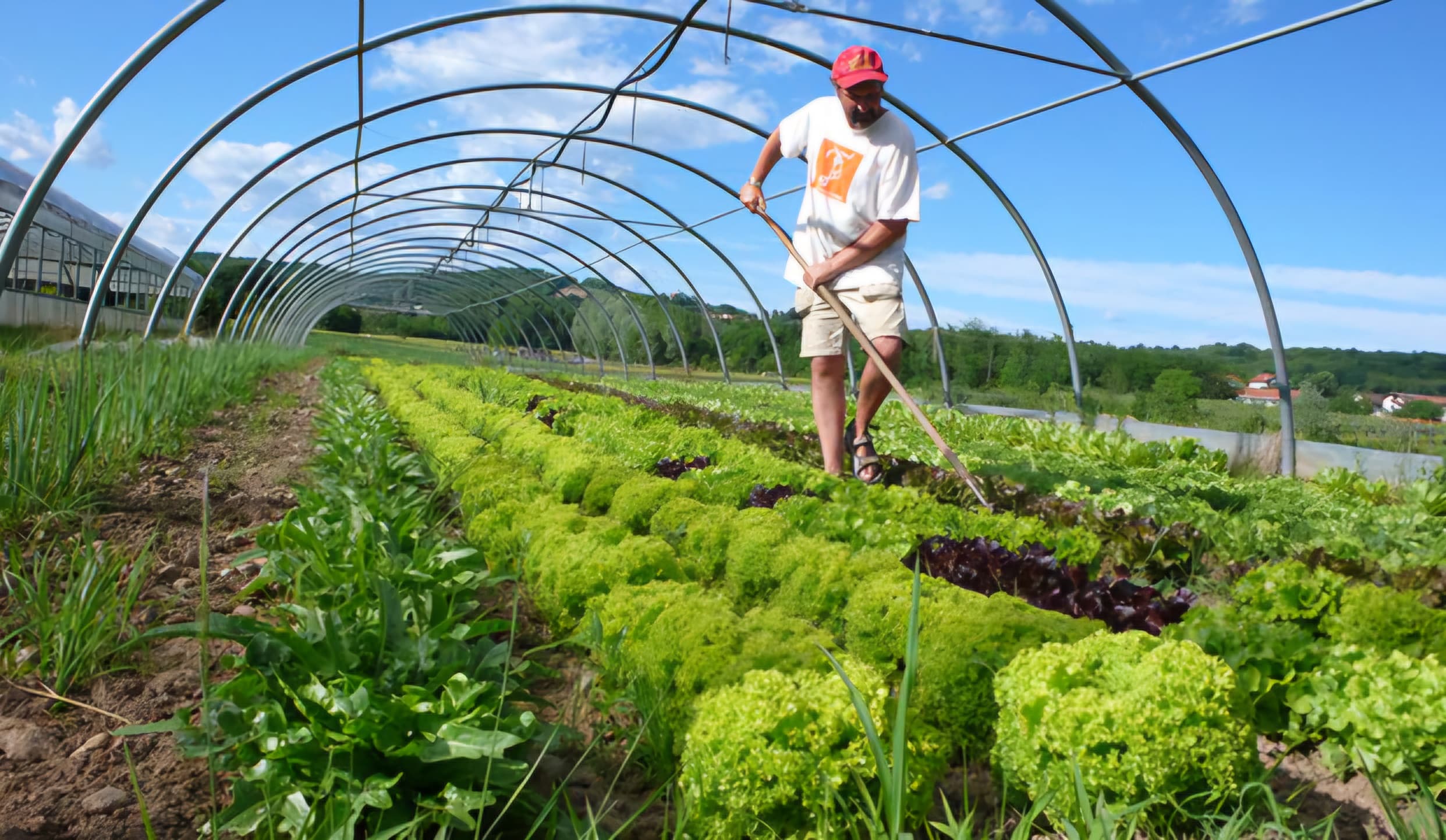 Farmers working in field